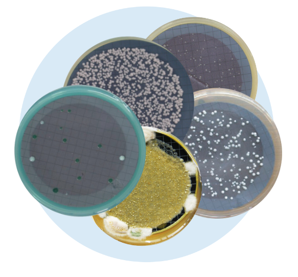 Milieux brettanomyces boîte diamètre 55 mm (x10)